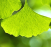 Ginkgo biloba kivonat